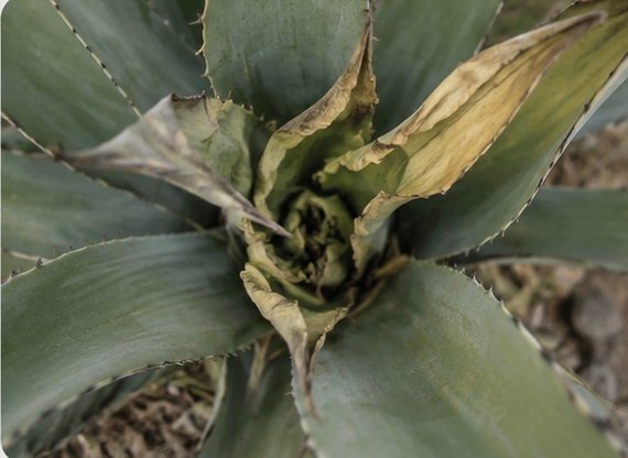 Cogollo de agave con acigarramiento: hojas centrales enrolladas y decoloradas