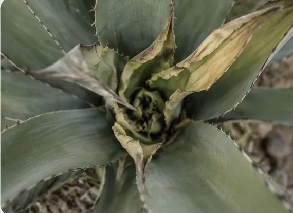 Cogollo de agave con acigarramiento: hojas centrales enrolladas y decoloradas
