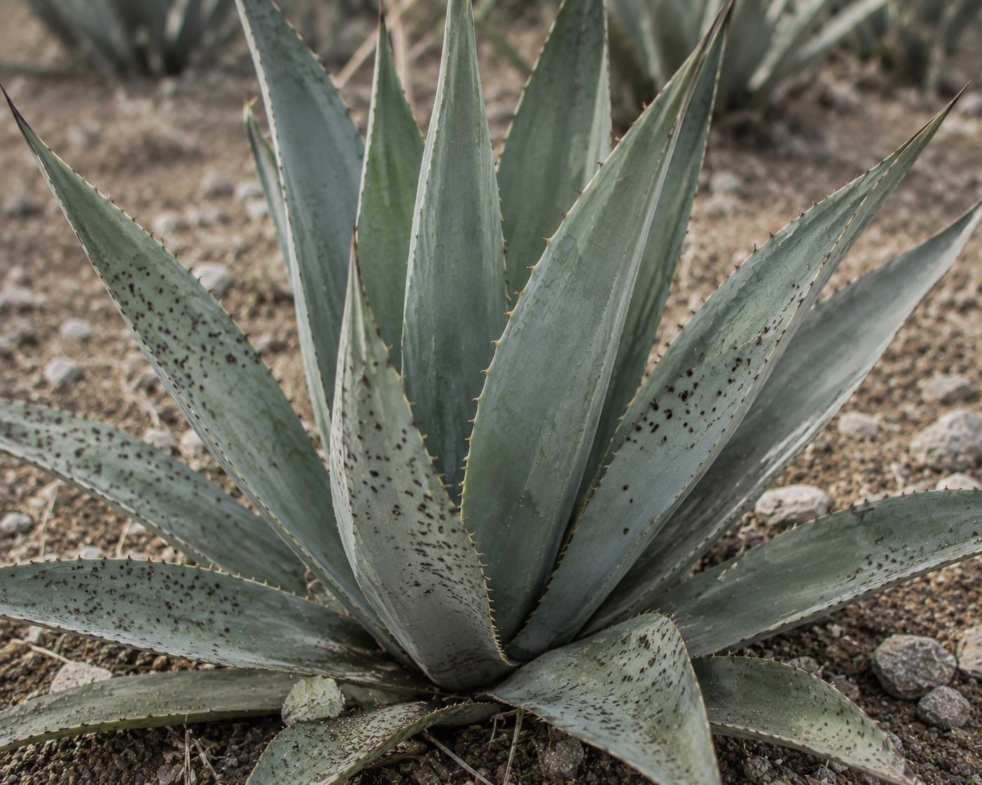 Pencas de agave con viruela o negrilla: pequeñas áreas oscuras salpicadas
