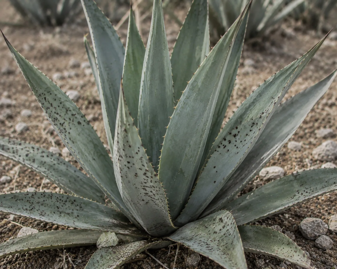 Pencas de agave con viruela o negrilla: pequeñas áreas oscuras salpicadas