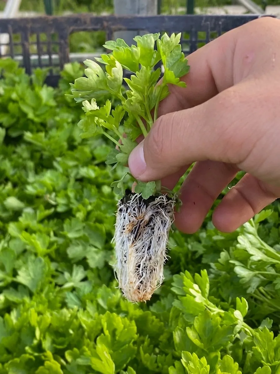 Cepellón de cilantro con raíz blanca cubriendo casi todo el sustrato tras usar BACEO