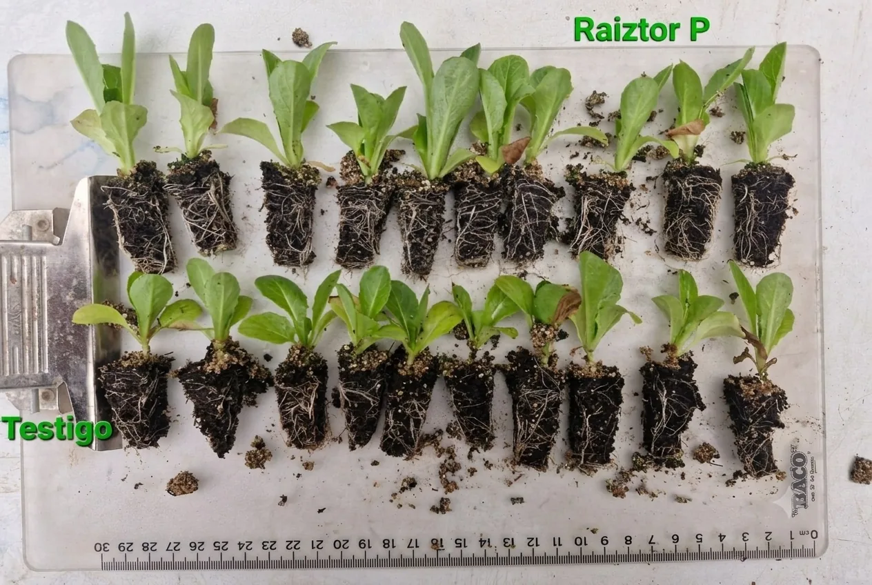 Comparación de plántulas de lechuga: columna testigo y columna tratada con Baceo P. Raiztor, con regla graduada